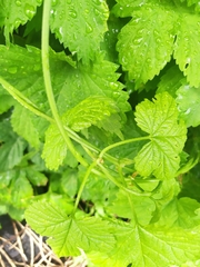 Humulus lupulus