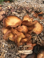 Gymnopilus thiersii