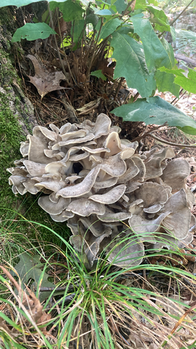 hen of the woods