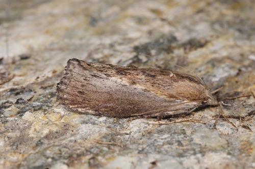 Greater Wax Moth