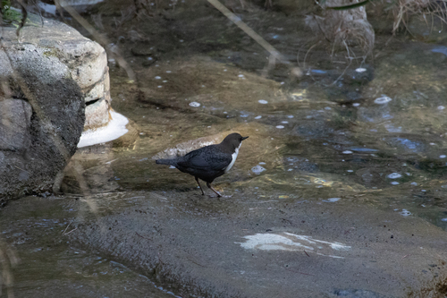 White-throated Dipper