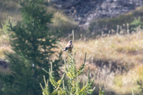 Eurasian Kestrel