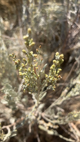 Big Sagebrush