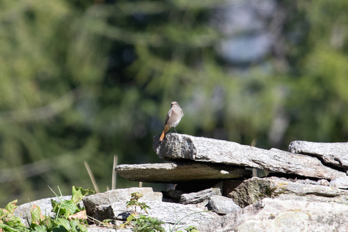 Black Redstart