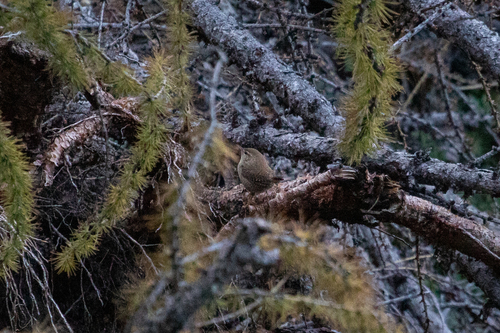 Eurasian Wren