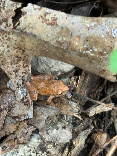 Spring Peeper