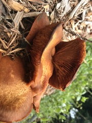 Gymnopilus thiersii