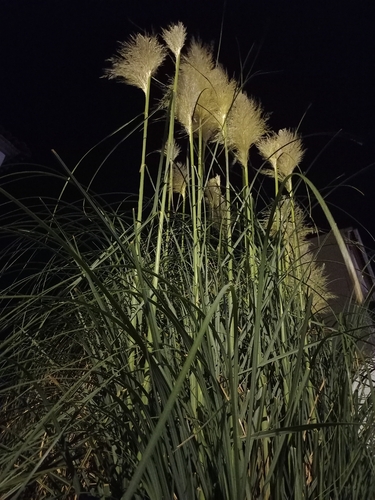Pampas Grass
