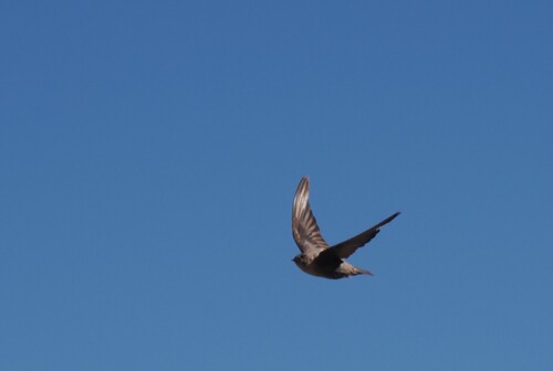 Eurasian Crag-Martin