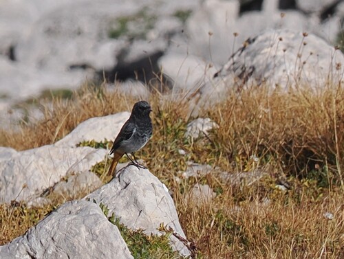 Black Redstart