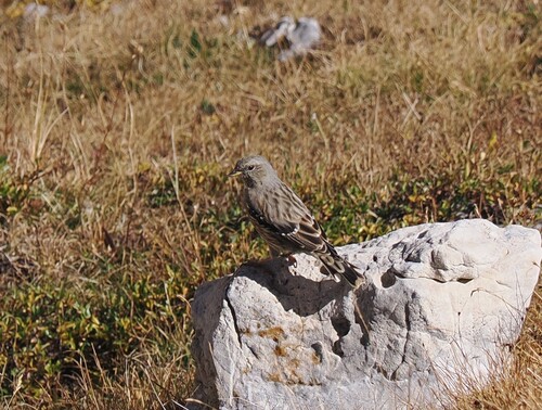 Alpine Accentor
