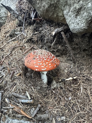 Fly Agaric