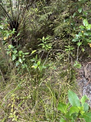 Carpodetus serratus, photograph author not stated, no rights reserved