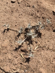 Scleropogoninae