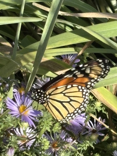 Monarch