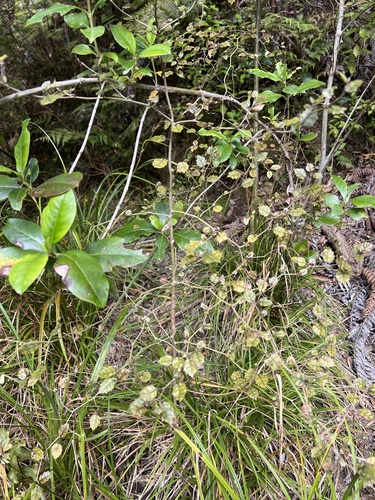 Carpodetus serratus, photograph 3