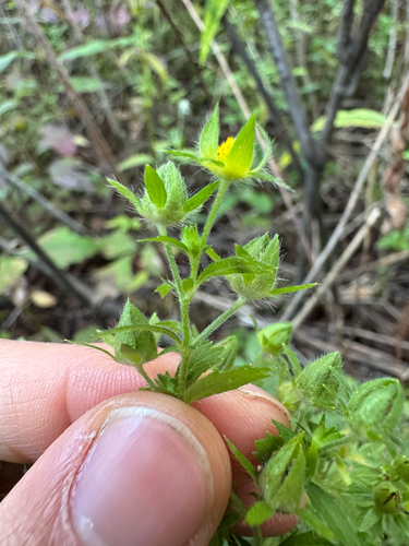 Potentilla norvegica, photograph 3