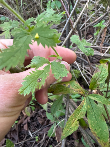 Potentilla norvegica, photograph 5