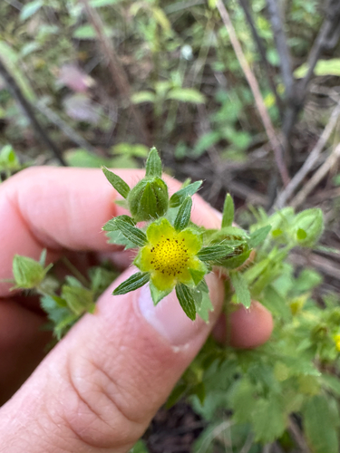 Potentilla norvegica, photograph 4