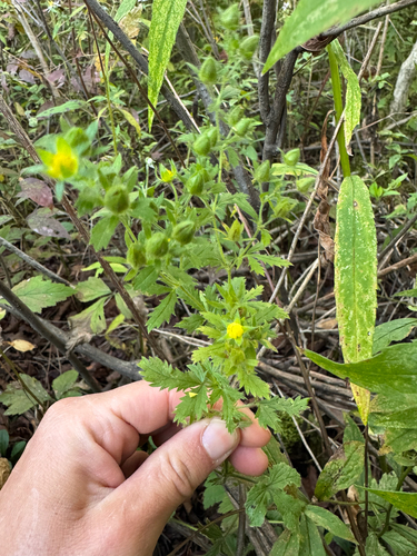 Potentilla norvegica, photograph 6