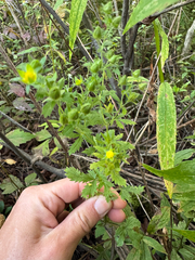 Potentilla norvegica, photograph (c) Shanze Yoell, some rights reserved (CC BY)