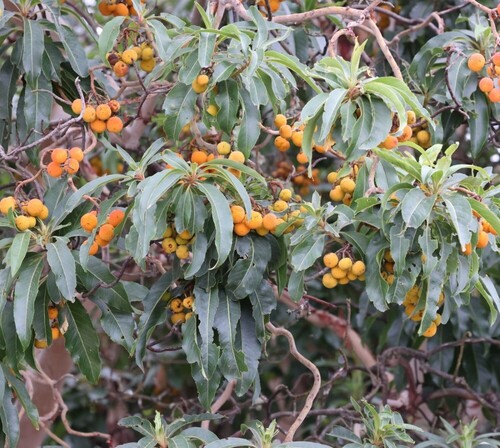 canary madrone