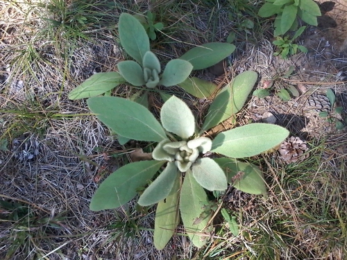 great mullein