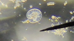 Noctiluca scintillans