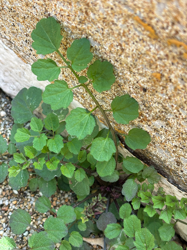 Cardamine flexuosa, photograph 3
