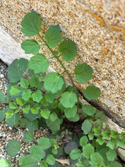 Cardamine flexuosa, photograph (c) Jose Gutierrez Higa, some rights reserved (CC BY)