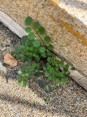 Cardamine flexuosa, photograph (c) Jose Gutierrez Higa, some rights reserved (CC BY)
