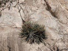 Hechtia mapimiana