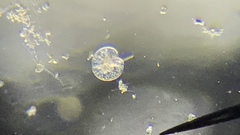 Noctiluca scintillans