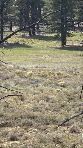 Utah Prairie Dog observed by sequ0ia