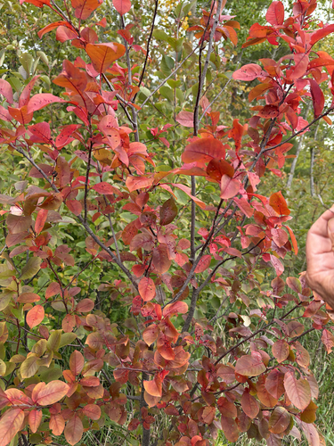 chokecherry