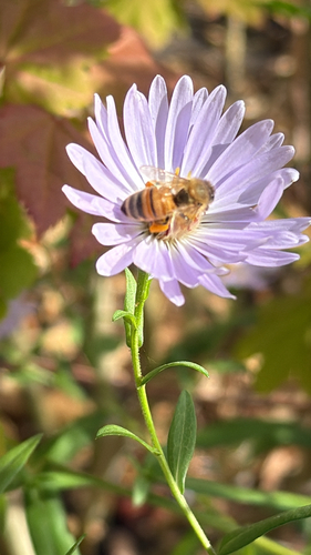 Western Honey Bee