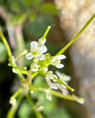 Cardamine flexuosa