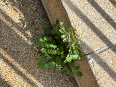 Cardamine flexuosa, photograph (c) Jose Gutierrez Higa, some rights reserved (CC BY)
