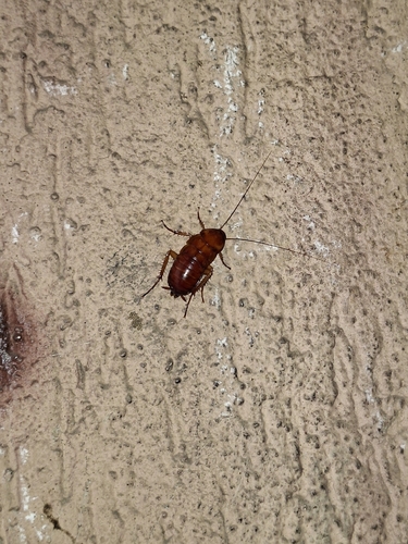 American Cockroach