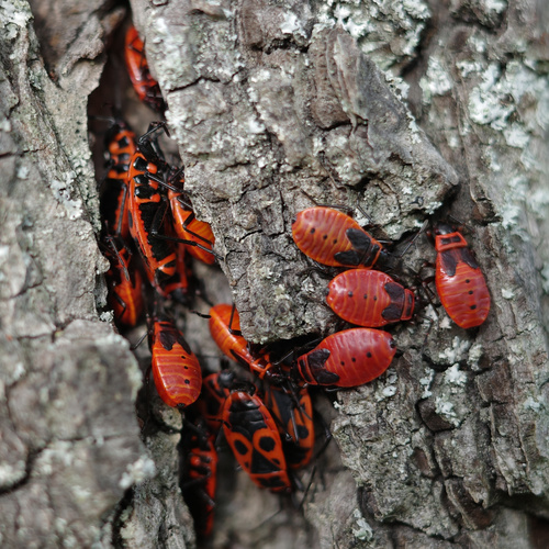 European Firebug