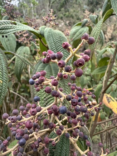 Miconia subseriata, photograph 2