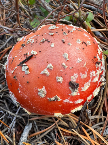 Fly Agaric