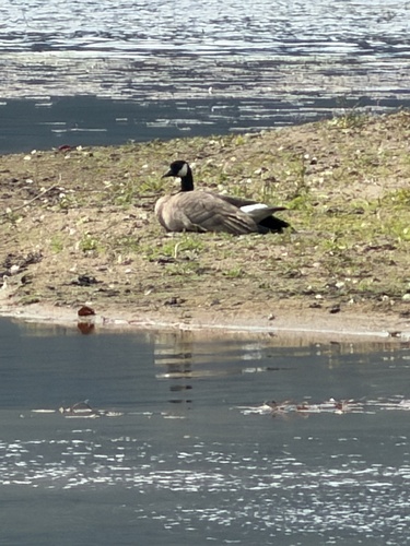Canada Goose