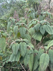 Miconia subseriata