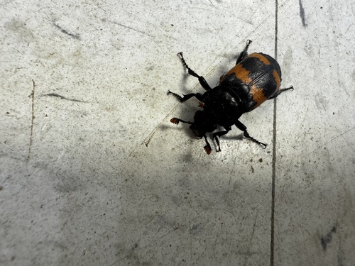 Burying Beetles