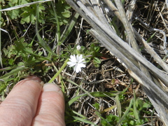 Lithophragma parviflorum