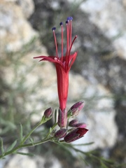 Ipomopsis tenuifolia