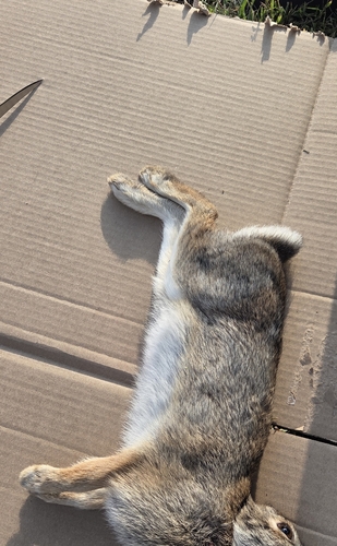 Eastern Cottontail