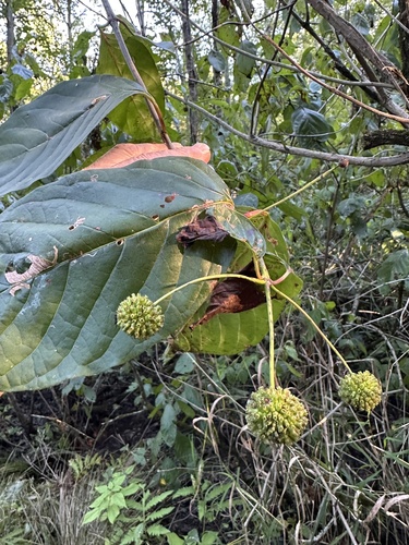 buttonbush