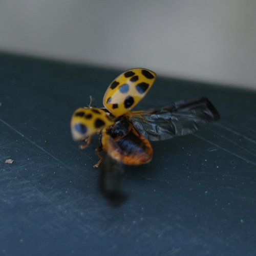 Asian Lady Beetle